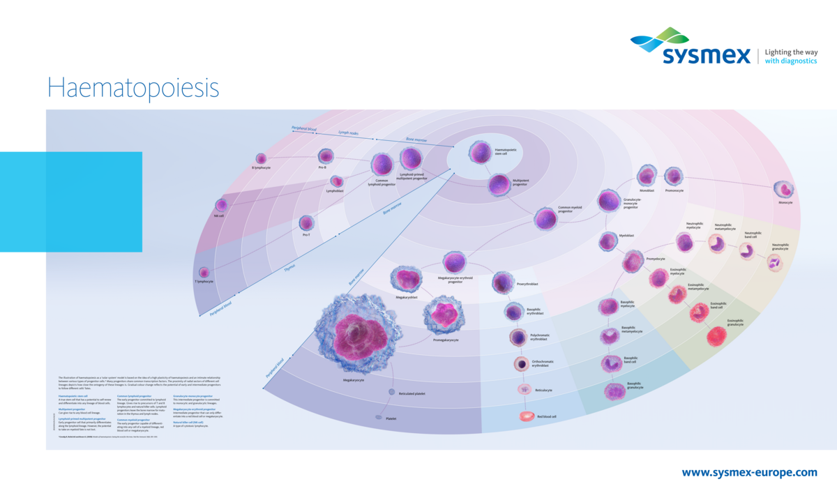 [.CO.UK-en United Kingdom (english)] Our haematopoiesis poster illustrates the development from the pluripotent stem cell via progenitor and precursor cells in bone marrow, lymph nodes and thymus to the mature blood cells circulating in peripheral blood, using a fresh optical approach.