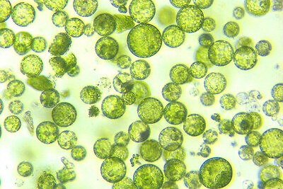 DNA analysis: Plants