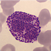 Basophil Basophil