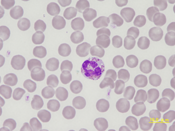 Canine eosinophil