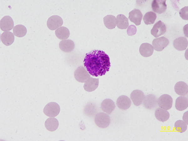 Canine mast cell