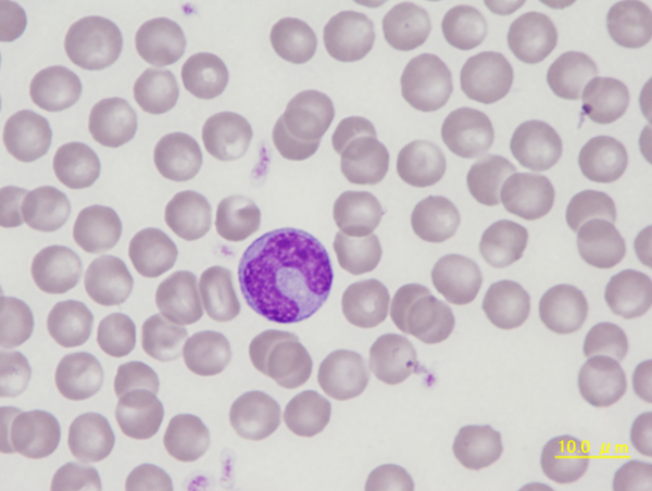 Canine monocyte