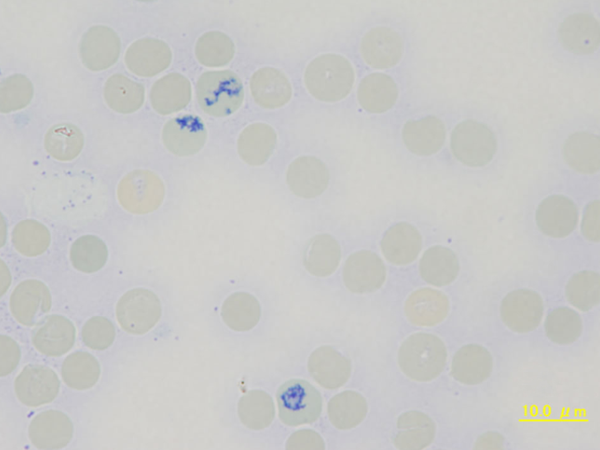 Canine reticulocytes