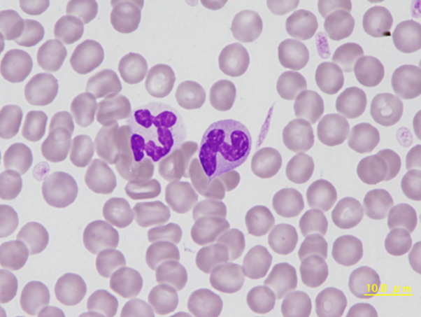 Canine segmented and band neutrophil
