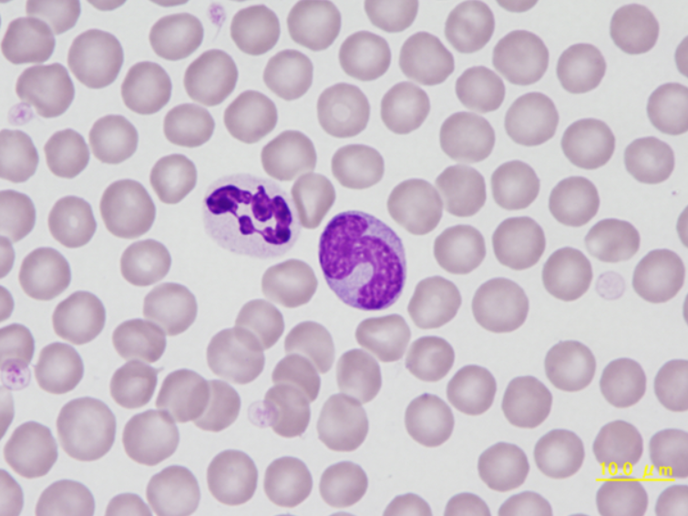 Canine segmented neutrophil and monocyte