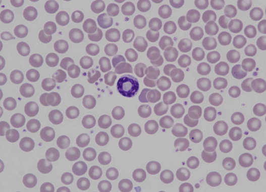 Murine (mouse) neutrophil