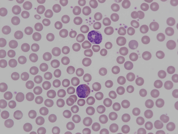 Murine (mouse) band neutrophil and eosinophil