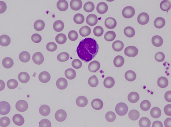 Murine (mouse) monocyte