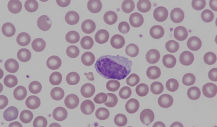 Murine (mouse) monocyte with oval nucleus