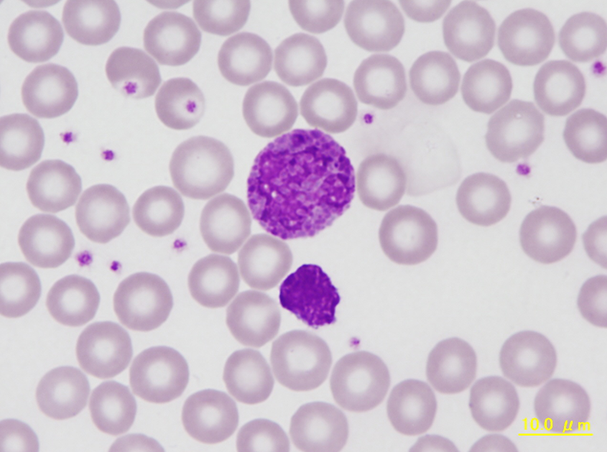 NHP basophil