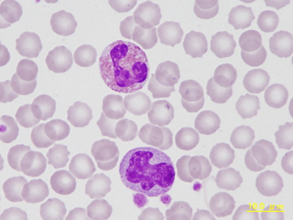 NHP eosinophil and monocyte