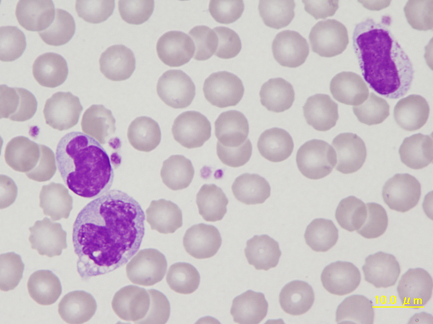 NHP lymphocytes and monocyte