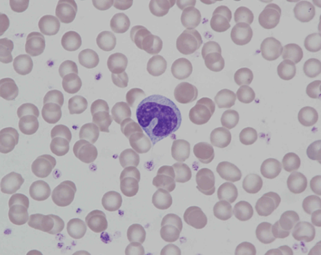 Murine (rat) typical monocyte
